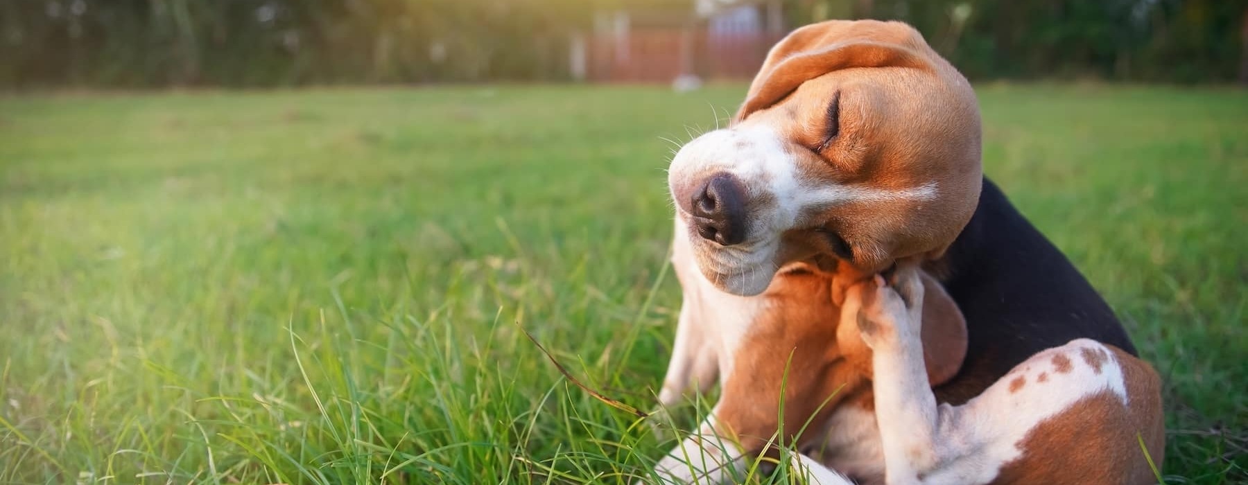 a dog in a green field